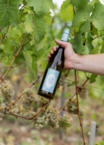 Hand holding a bottle of white wine among grapevines in a lush vineyard setting.