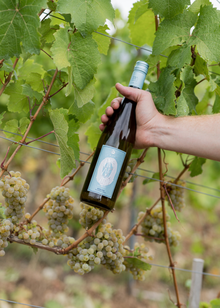 Hand holding a bottle of white wine among grapevines in a lush vineyard setting.